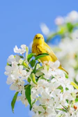 Mimi, the curious yellow bird, perched on a bright flower under a clear sky.