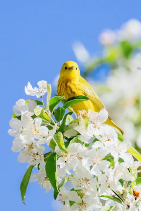 Mimi, the curious yellow bird, perched on a bright flower under a clear sky.