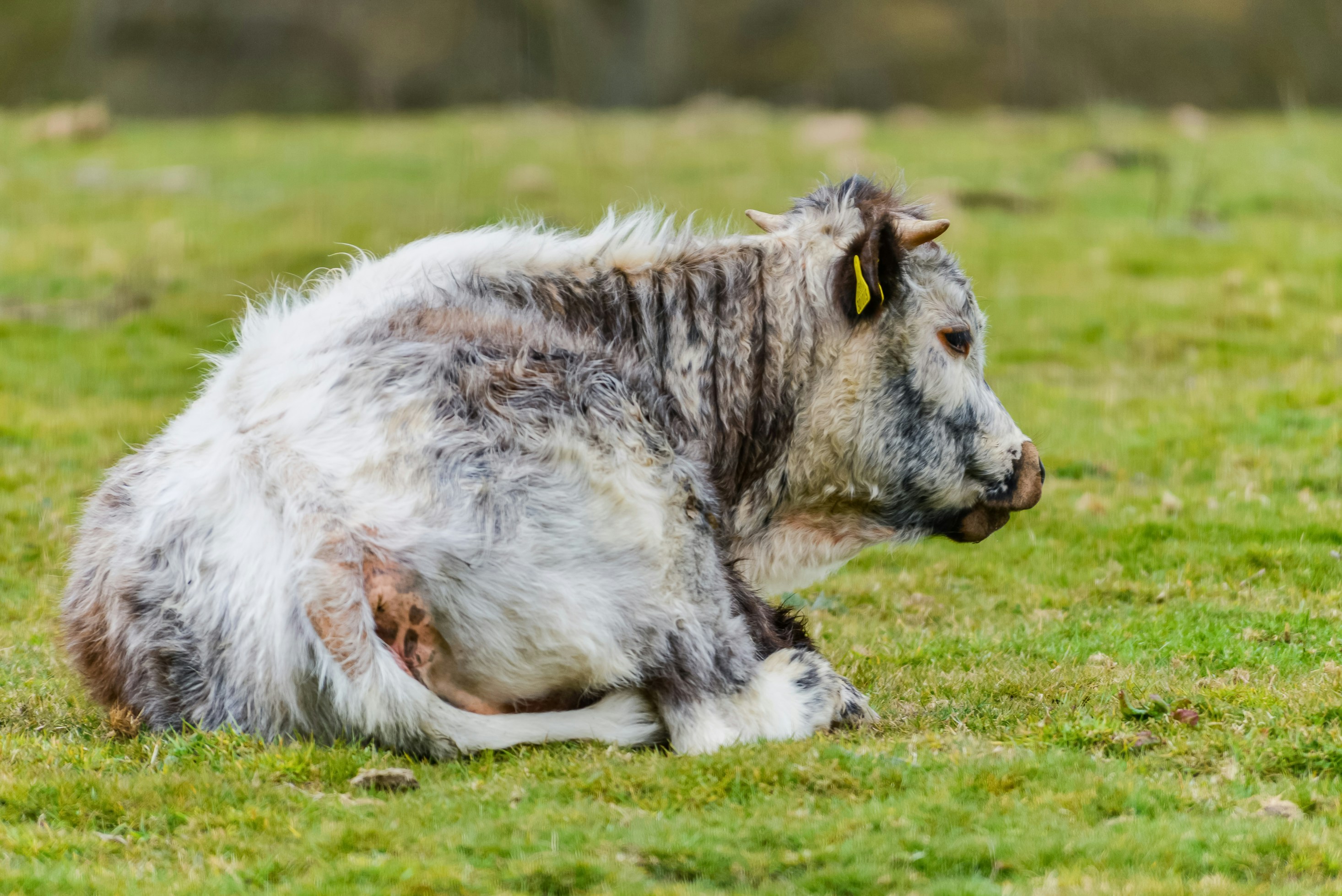 Mucca bianca e grigia che giace sull'erba verde durante il giorno