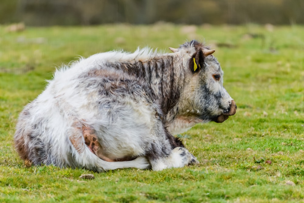 white and gray cow lying on green grass during daytime