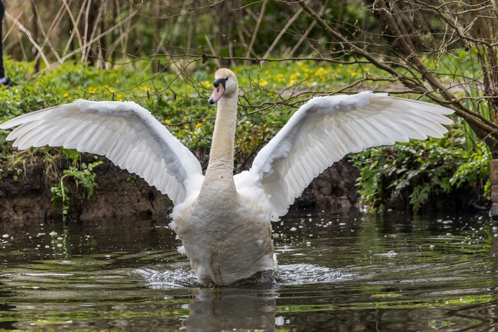 white swan on water during daytime