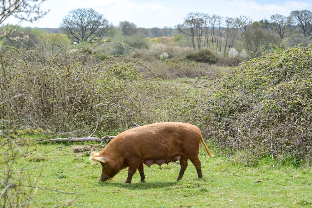 Mucca marrone sul campo di erba verde durante il giorno