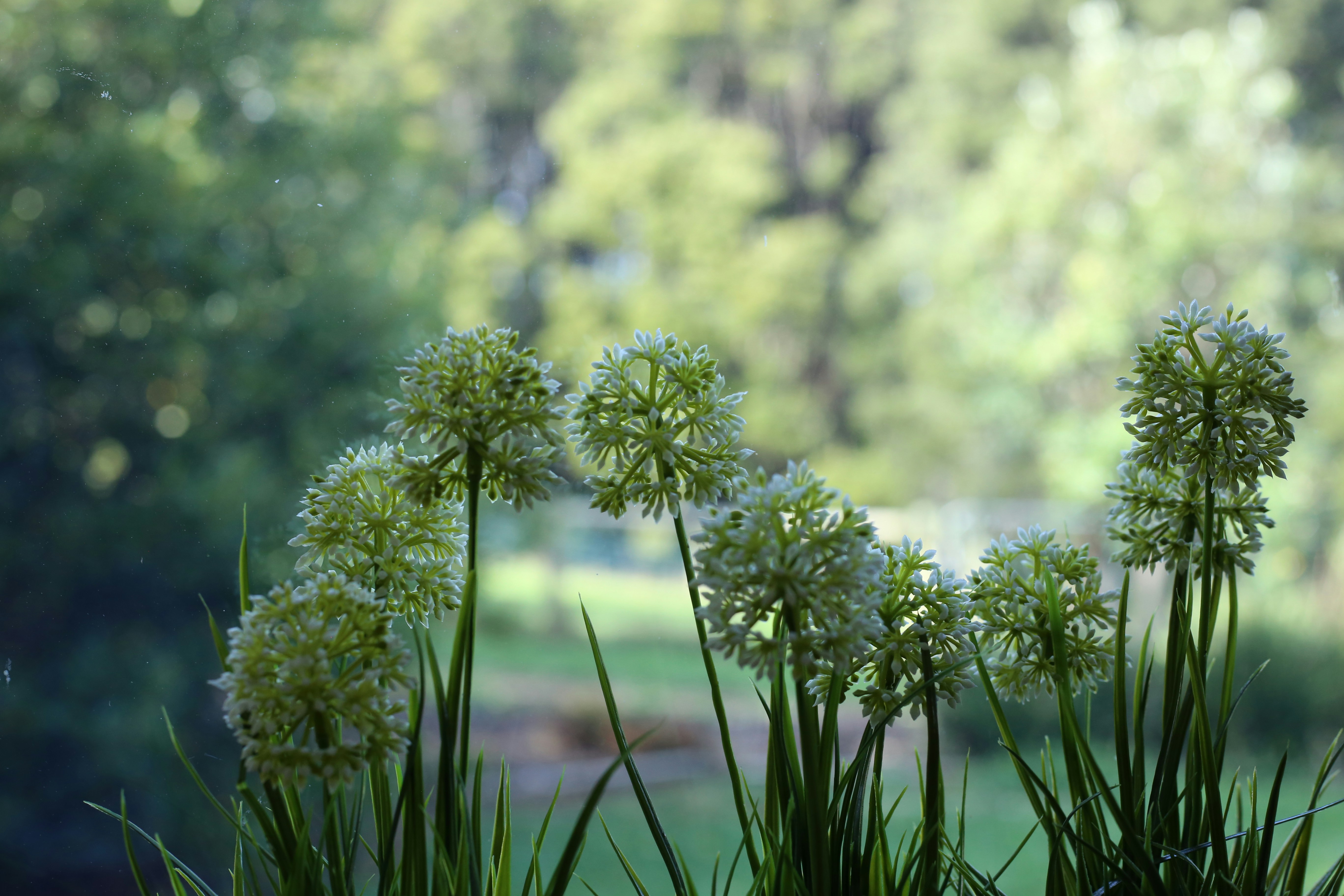 チルトシフトレンズのグリーンプラント