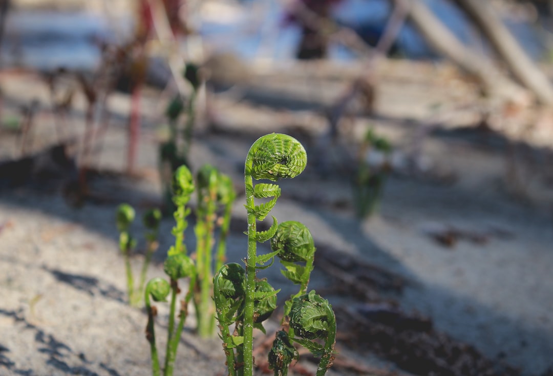 green plant on gray concrete floor during daytime