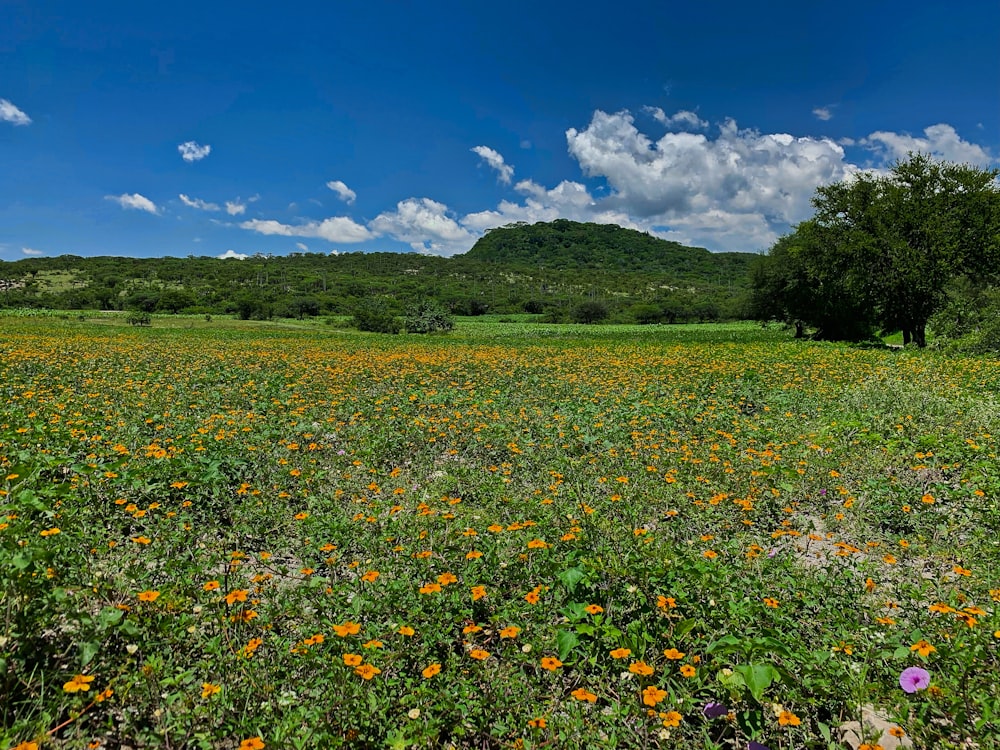 yellow and red flower field during daytime