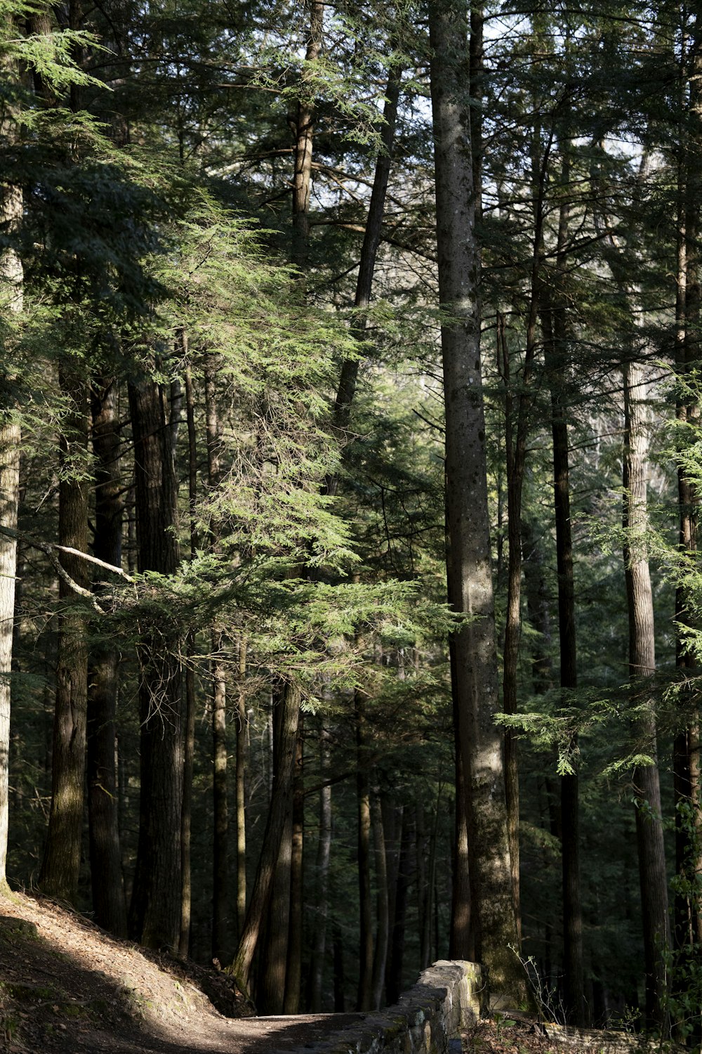 green trees on forest during daytime