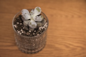 Sunlit Succulent Bowl