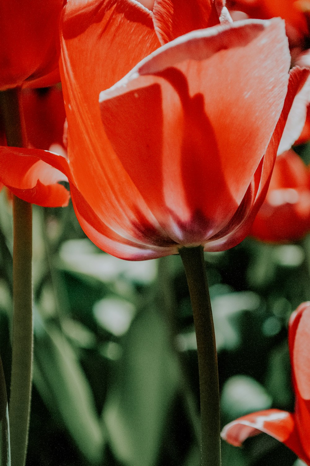 red tulip in bloom during daytime