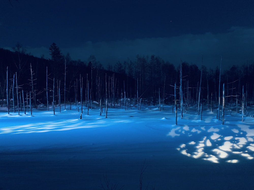 snow covered trees during night time