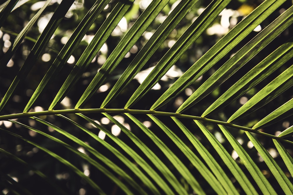 green leaf plant during daytime