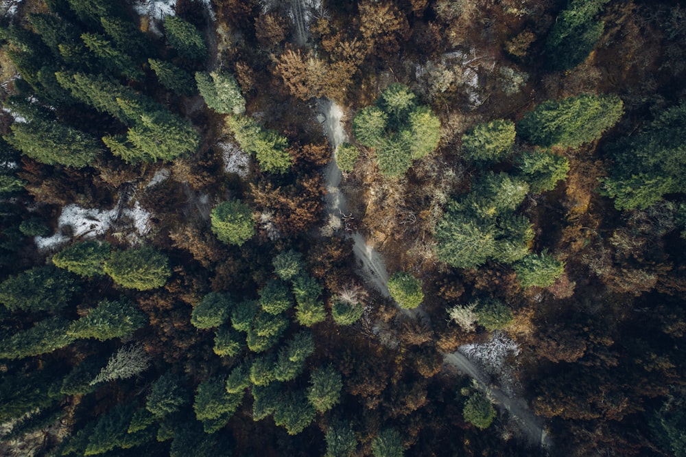 green and brown trees during daytime