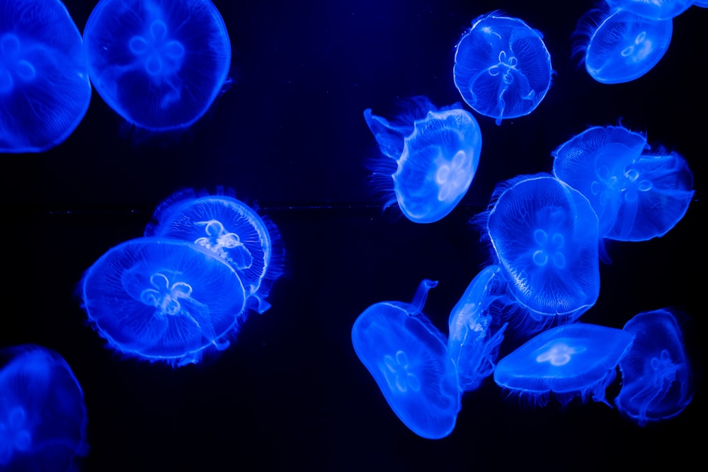 blue jellyfish in water during daytime