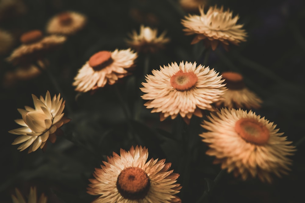 white and yellow flowers in close up photography