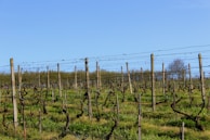 A rustic wooden fence winding through rows of young grapevines.