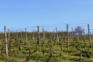 A rustic wooden fence winding through rows of young grapevines.