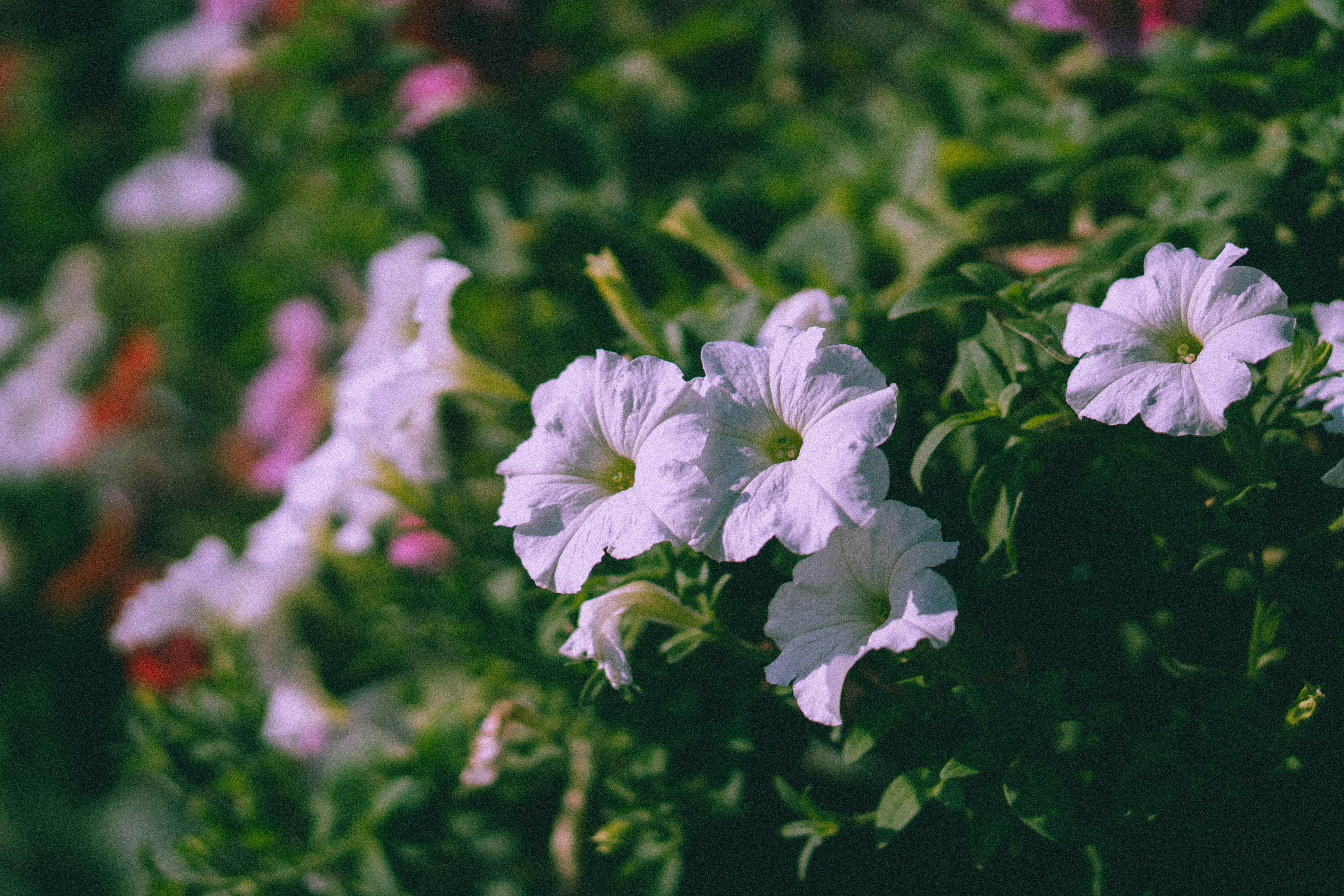 Photo by pieterjanaldo