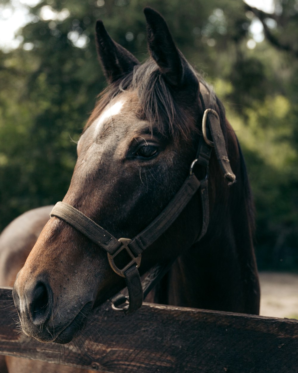 brown horse in brown wooden fence during daytime