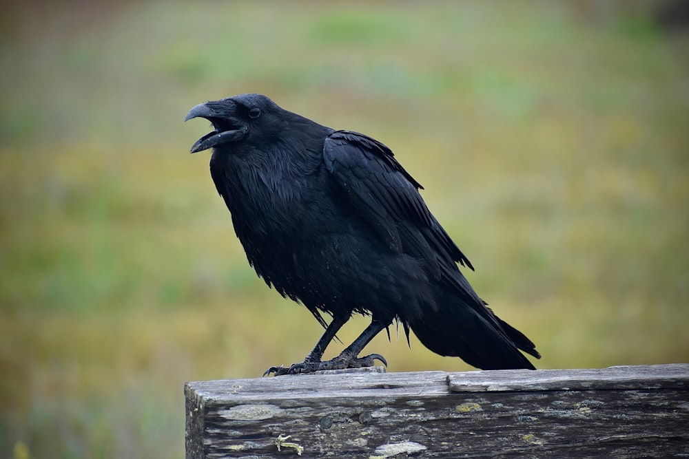 Corvo nero sulla recinzione di legno grigia durante il giorno