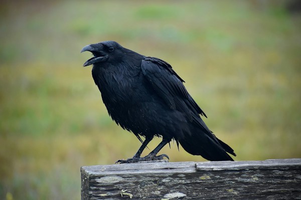 A large black crow is perched on a weathered wooden plank, its beak open as if calling. The background is a blurred mix of green and brown tones, suggesting a natural setting.