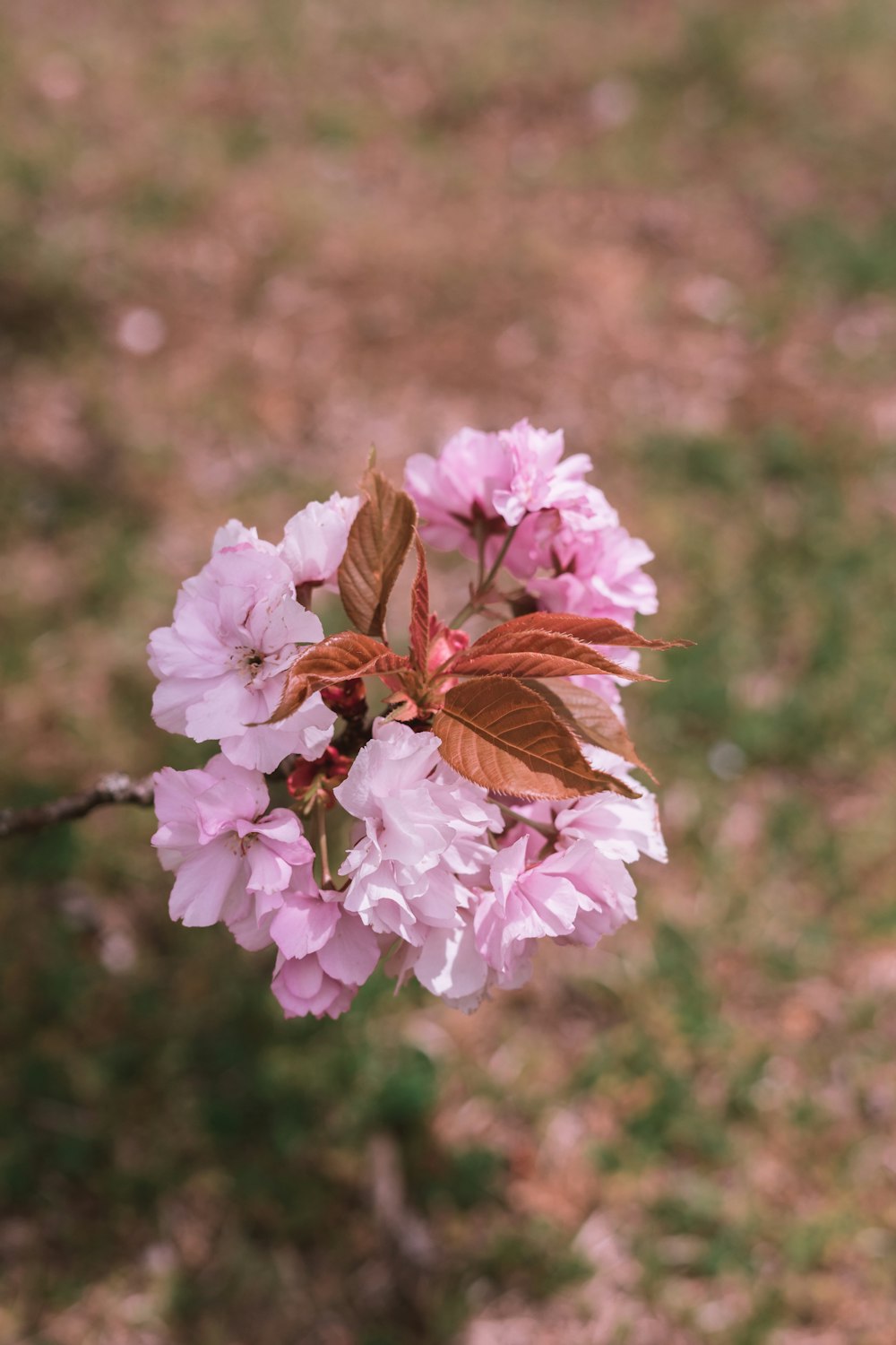 pink and white flowers in tilt shift lens