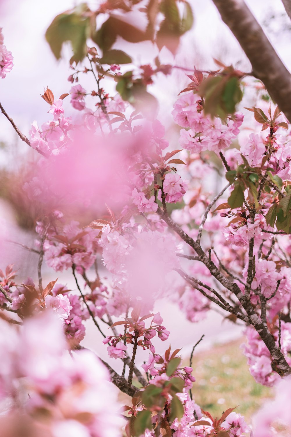 pink cherry blossom in close up photography