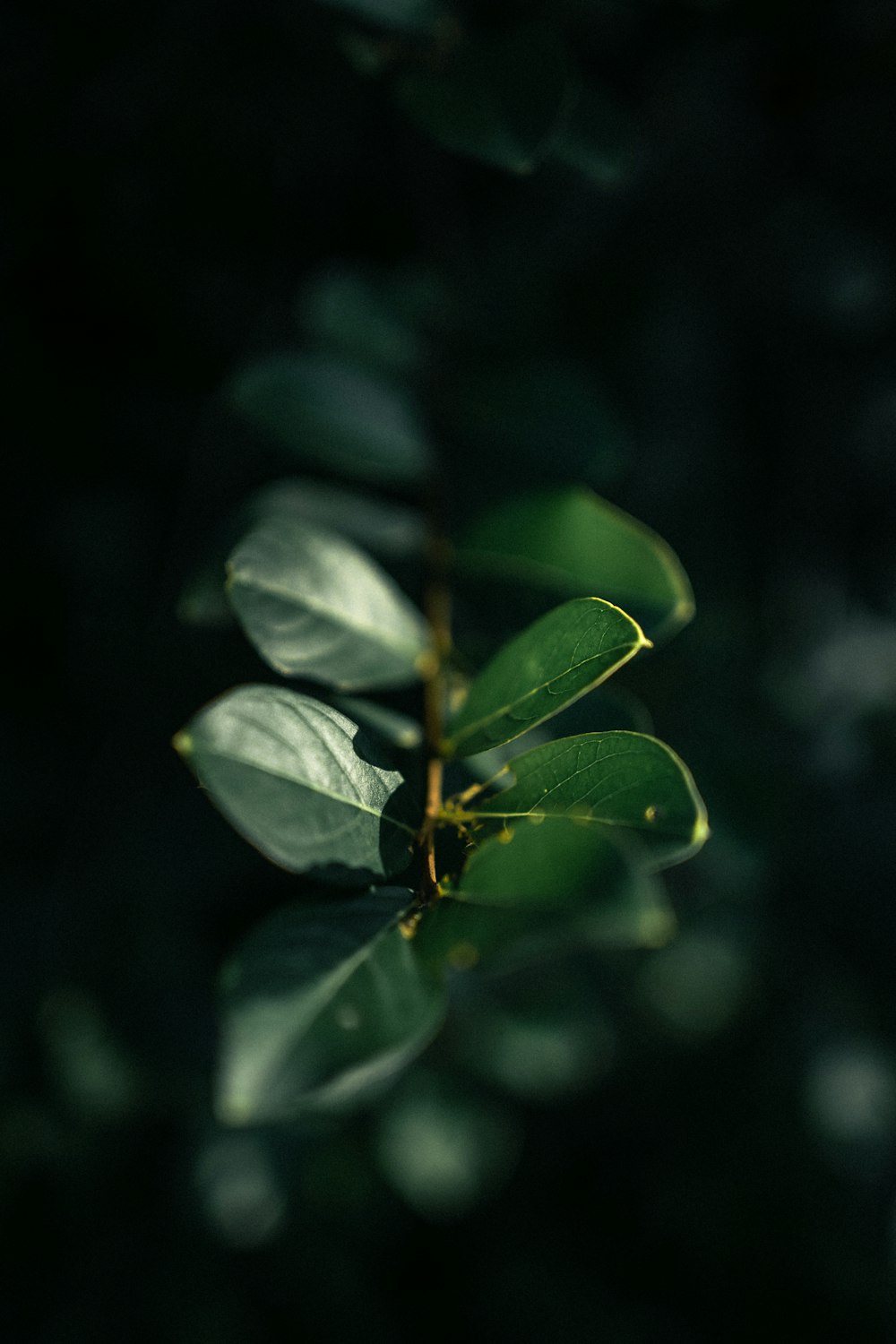 green leaves in tilt shift lens