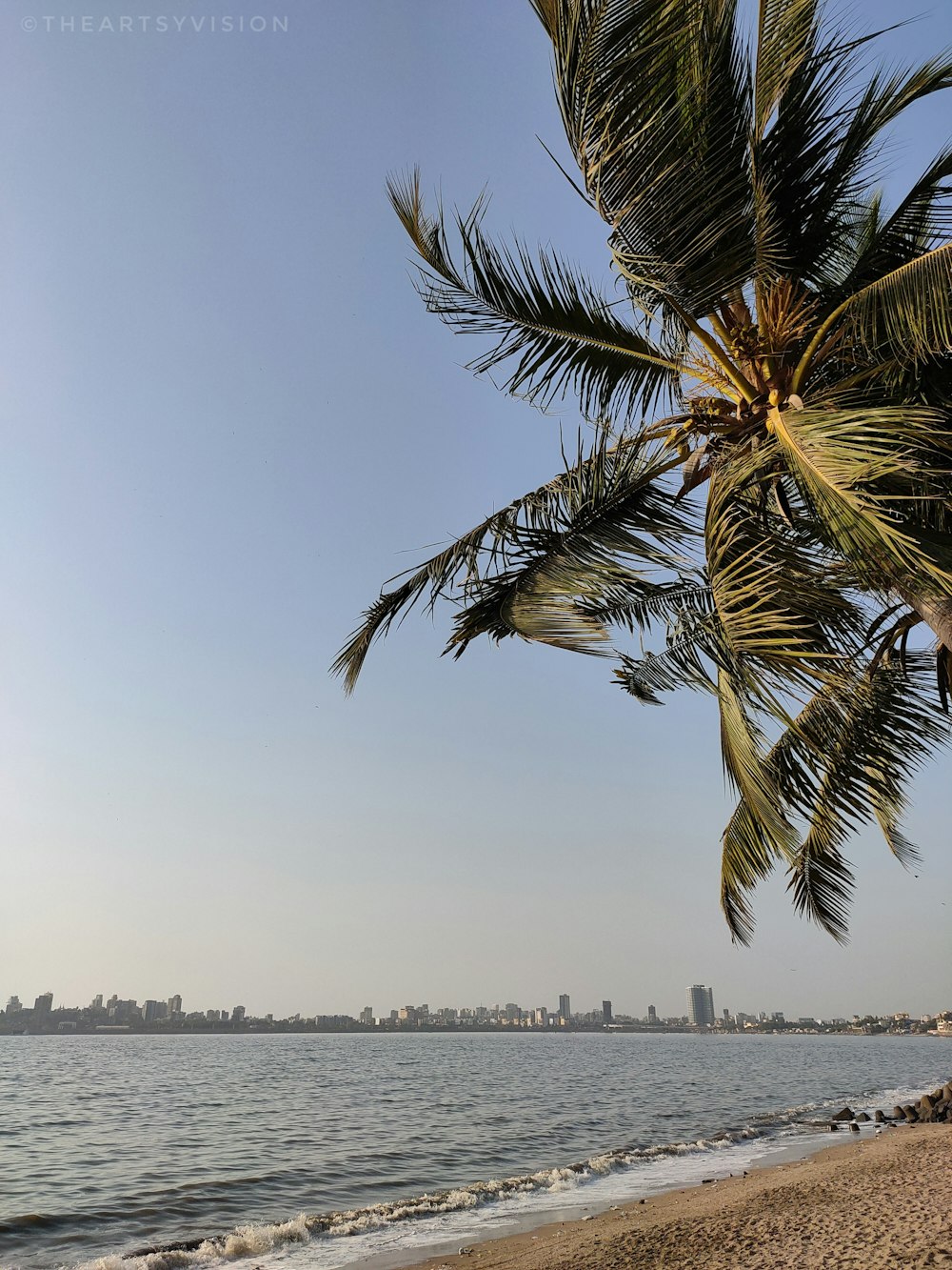 palm tree near body of water during daytime