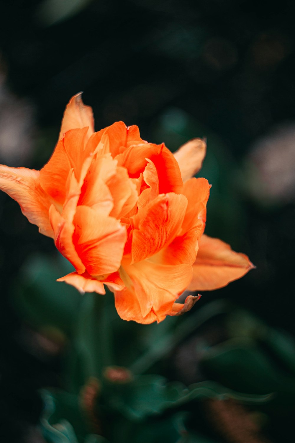 orange flower in tilt shift lens