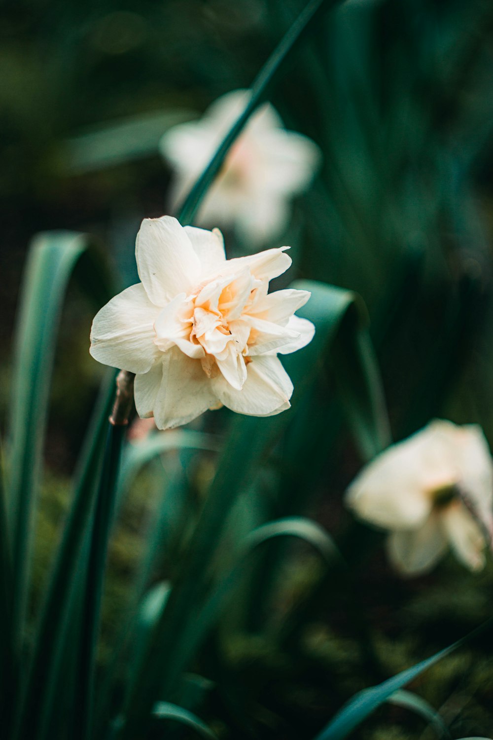 white flower in tilt shift lens