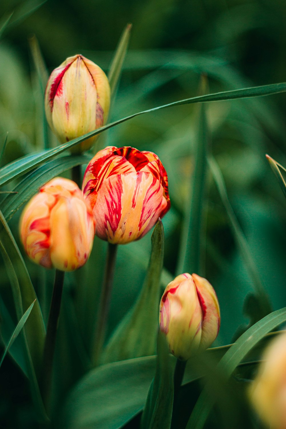 pink and yellow tulips in bloom during daytime