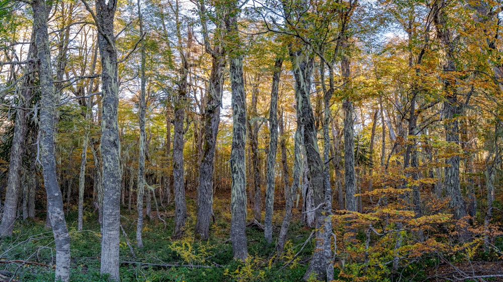 green and brown trees during daytime