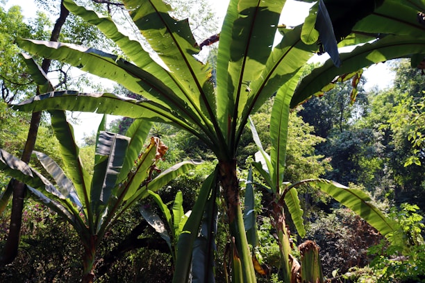 Sunlight filtering through lush banana leaves on the farm at dawn.