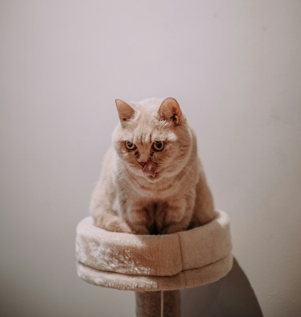 Orange Tabby Katze auf braunem Kratzbaum