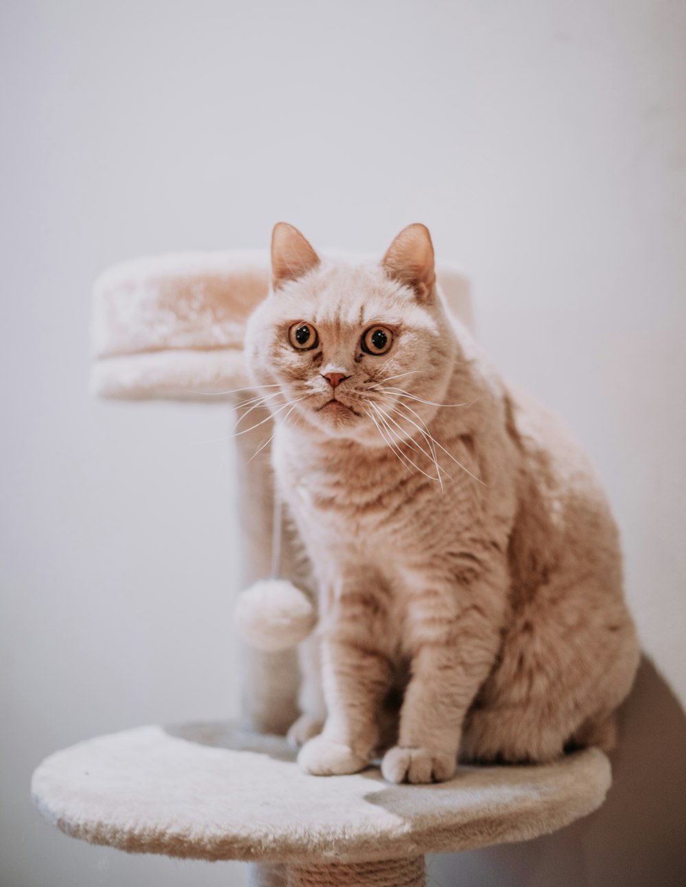 orange tabby cat on white table