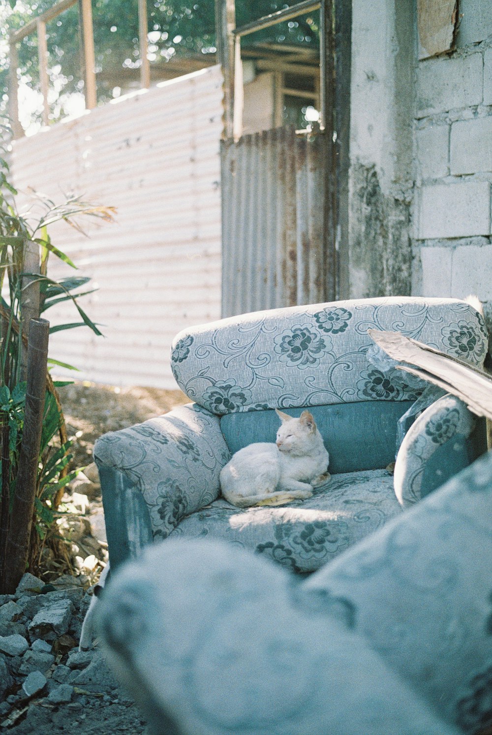 white cat on gray sofa chair