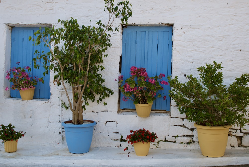 a group of potted plants sitting next to a building