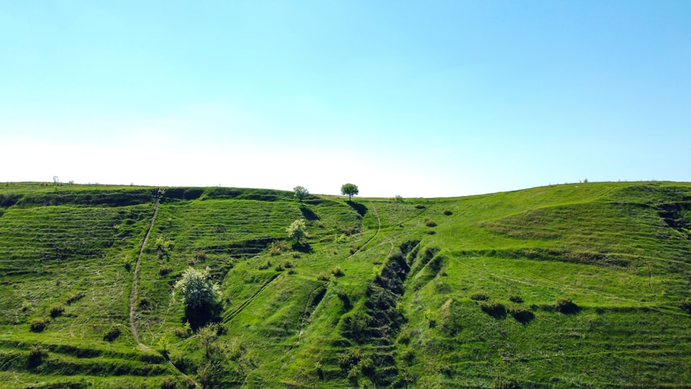 green grass field under blue sky during daytime