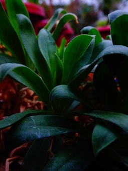 Lush green leaves with dark shadows and soft lighting, creating a serene and natural scene. The background includes hints of reddish and brown tones, suggesting earthiness and depth.