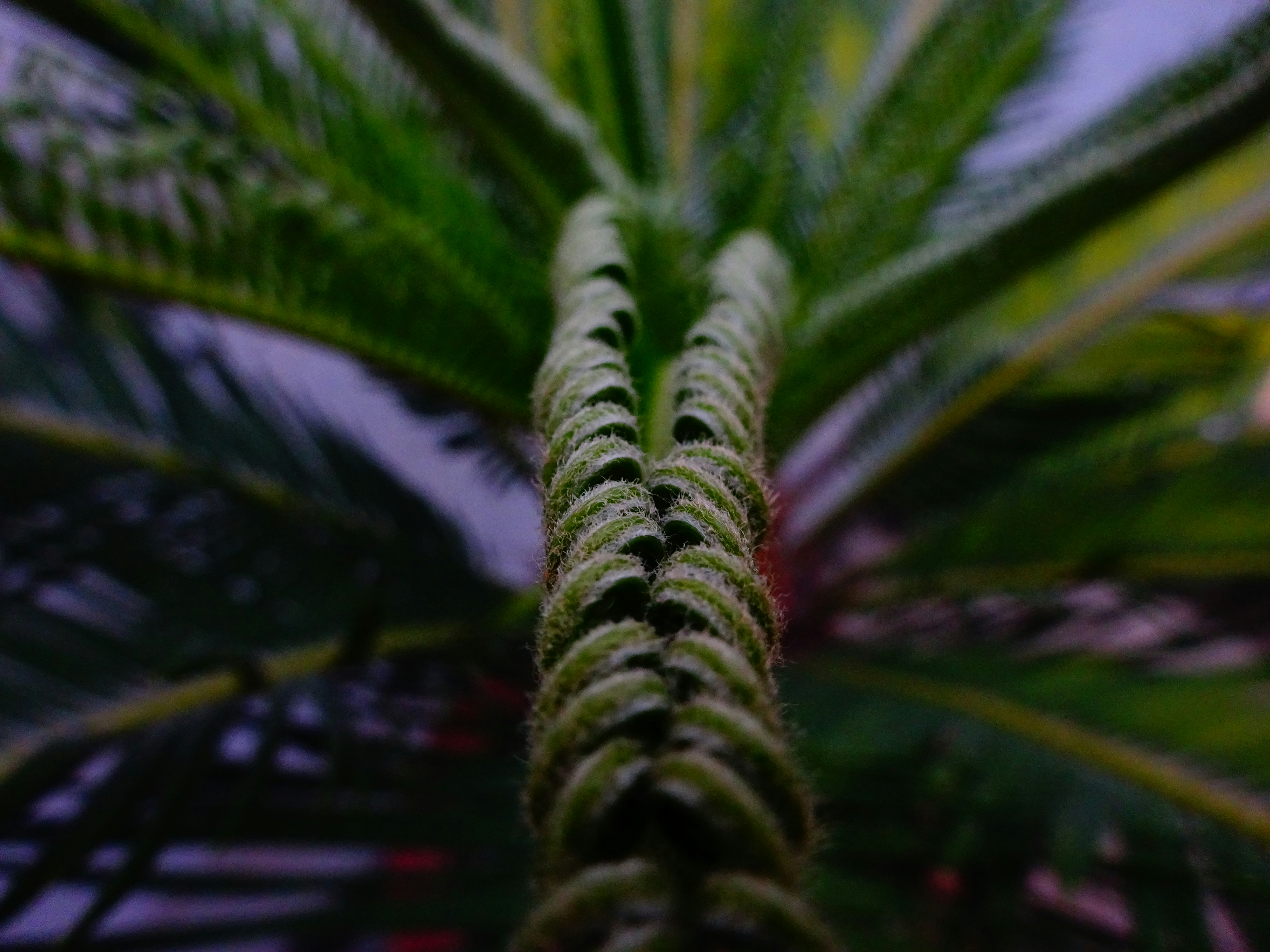 Macro photograph of a palm stem with a tightly spiraled texture, the shallow depth of field isolates the foreground against a softly blurred background.