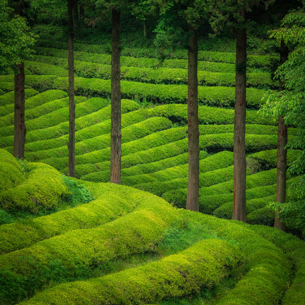 Campo de hierba verde durante el día