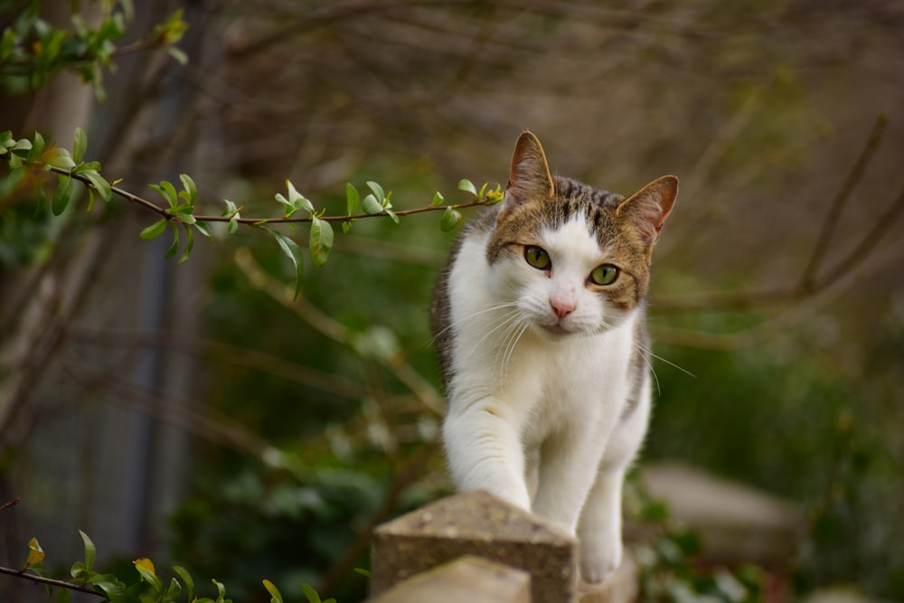 white and brown cat on brown wooden fence