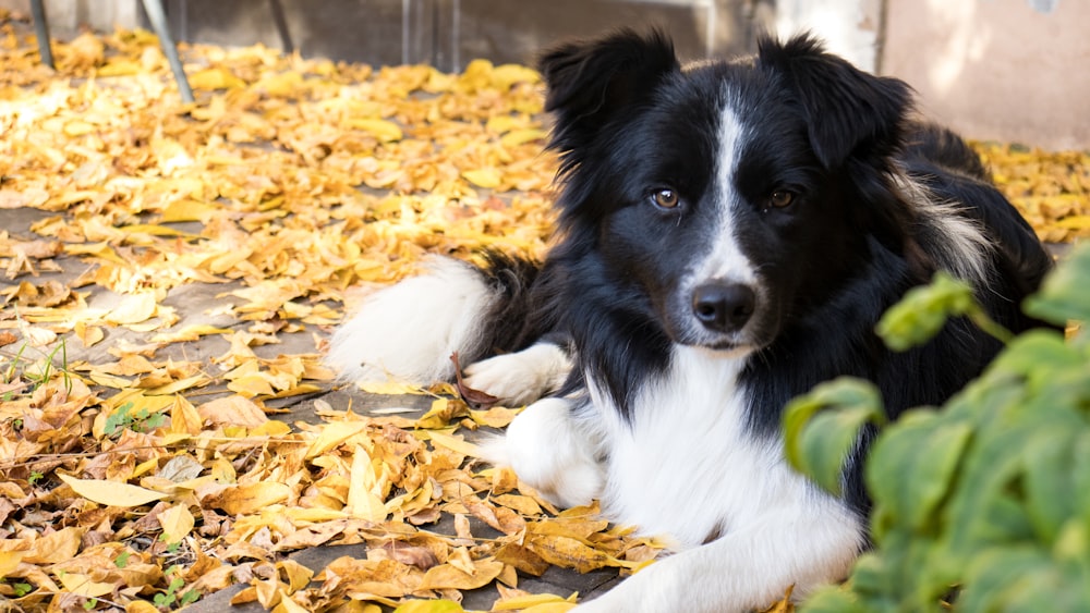 black and white border collie lying on ground with dried leaves