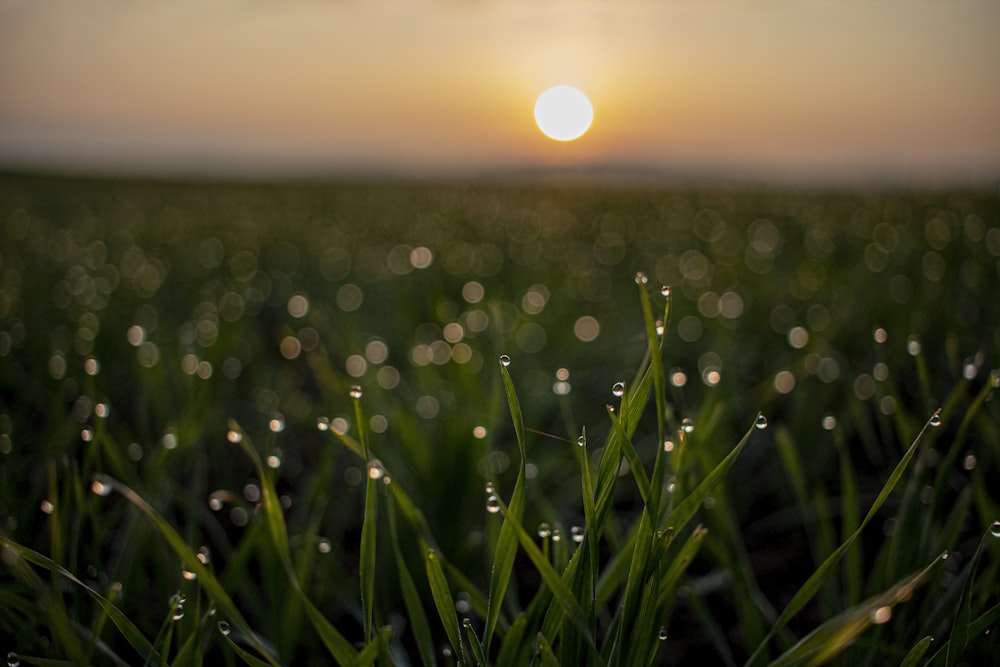 Champ d’herbe verte au coucher du soleil