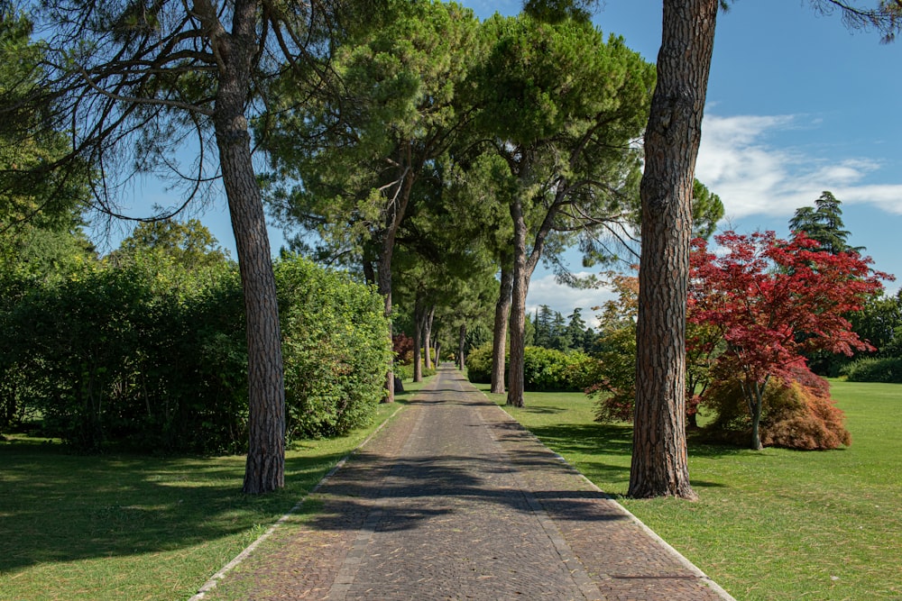 gray concrete pathway between green grass and trees during daytime