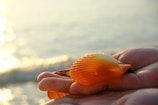 Close-up of a vibrant orange seashell resting on sunlit sand with ocean waves blurred in the background.