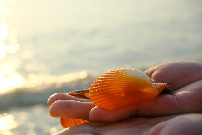 Close-up of a vibrant orange seashell resting on golden sand with a blurred teal ocean background.