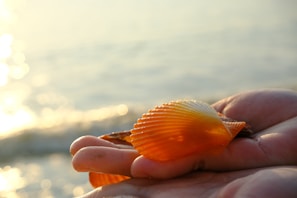 Close-up of a vibrant orange seashell resting on sunlit sand with ocean waves blurred in the background.