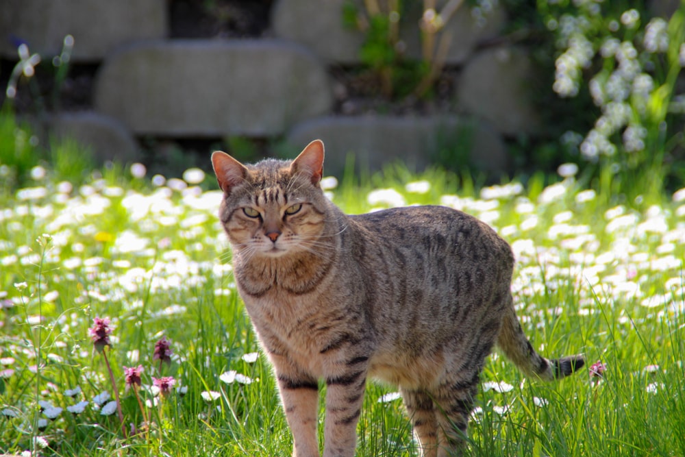 Braune Tabby-Katze tagsüber auf grünem Gras
