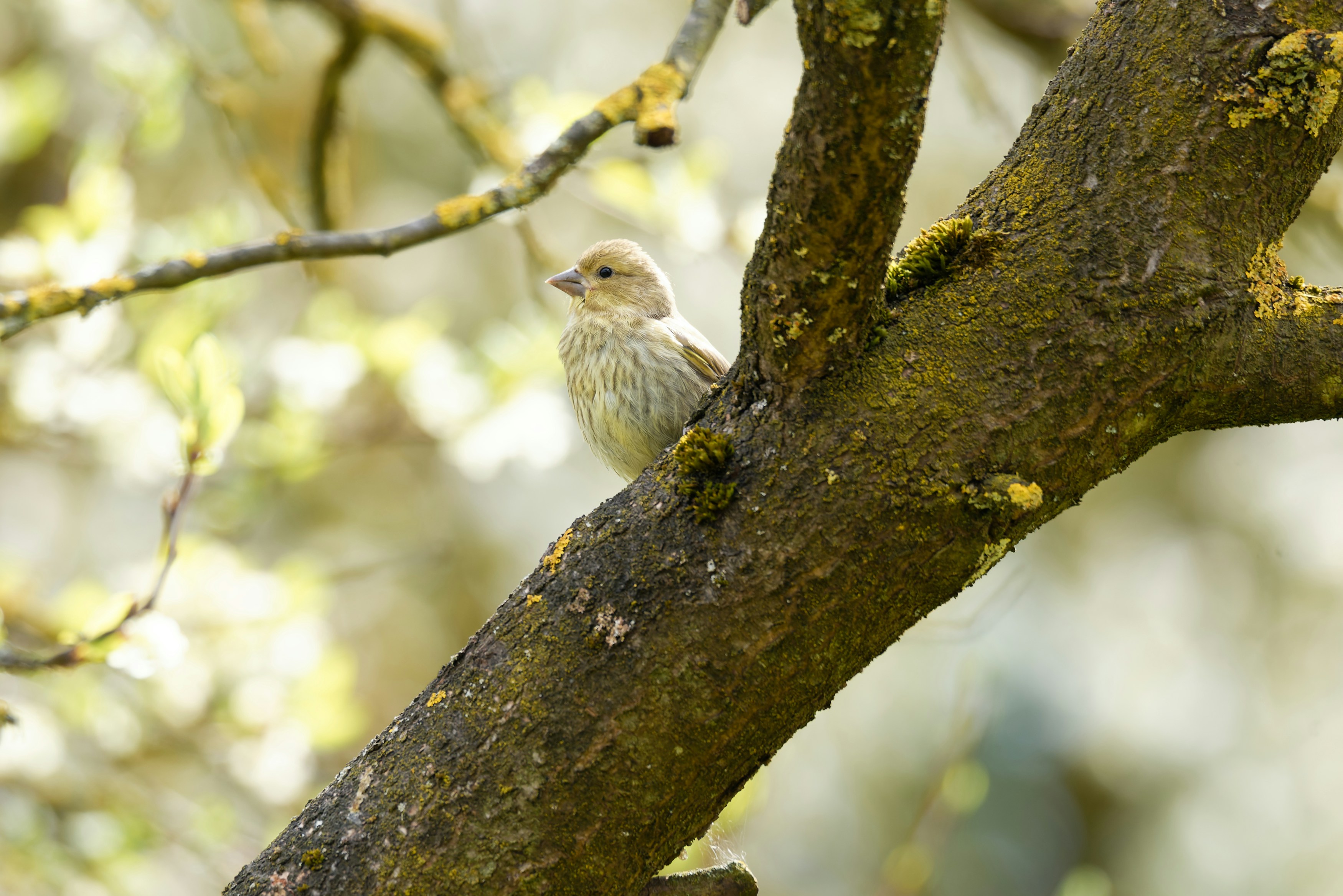 Photo by designbytholen