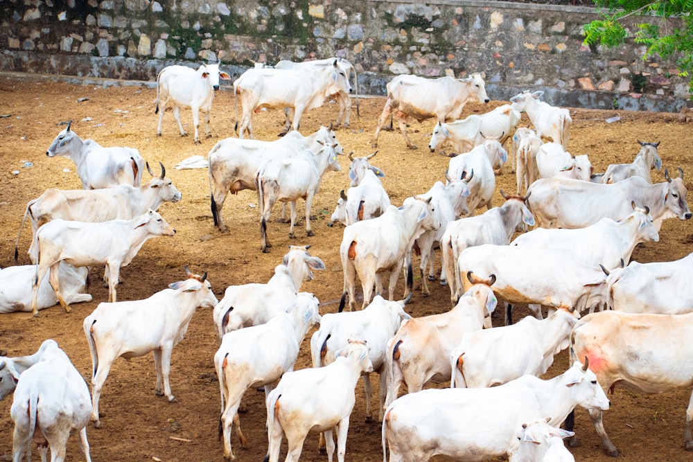herd of white goats on brown soil